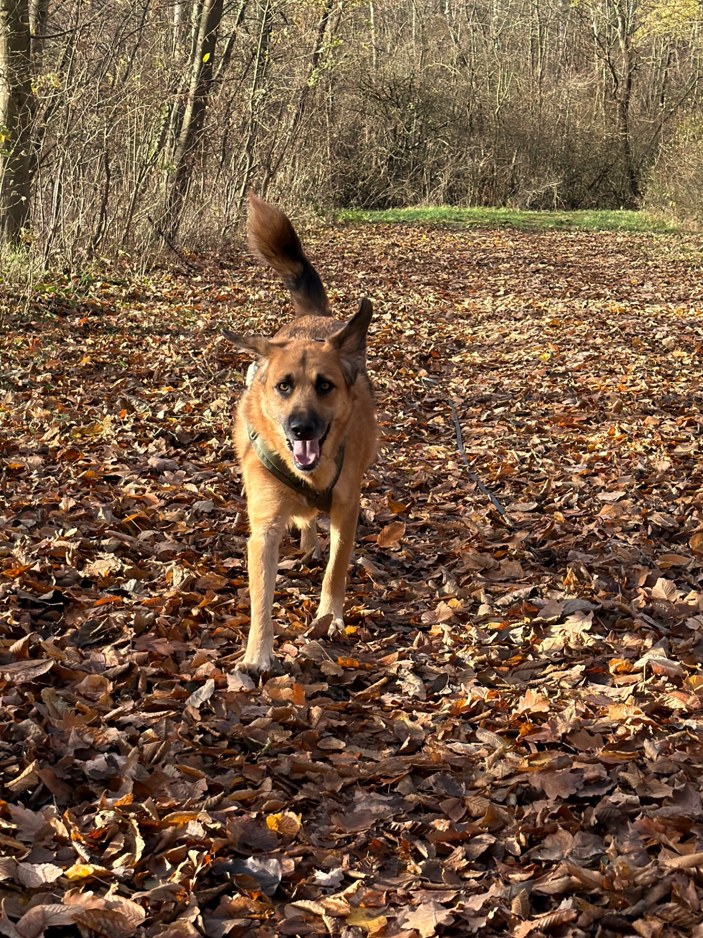 Hundetherapie